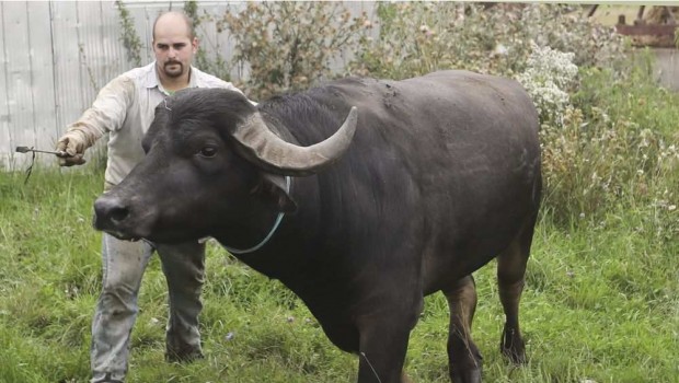 Water buffaloes in Quebec: Say cheese